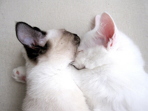 开云全站-亲子瑜伽课程开设，促进亲子关系，亲子瑜伽体式