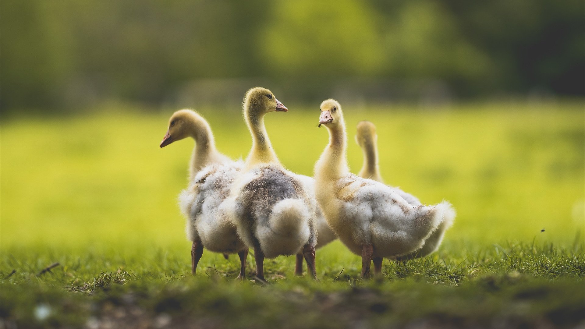 开云体育下载官网-国家马术队创新训练模式，力争国际大赛金牌，马术国家队教练